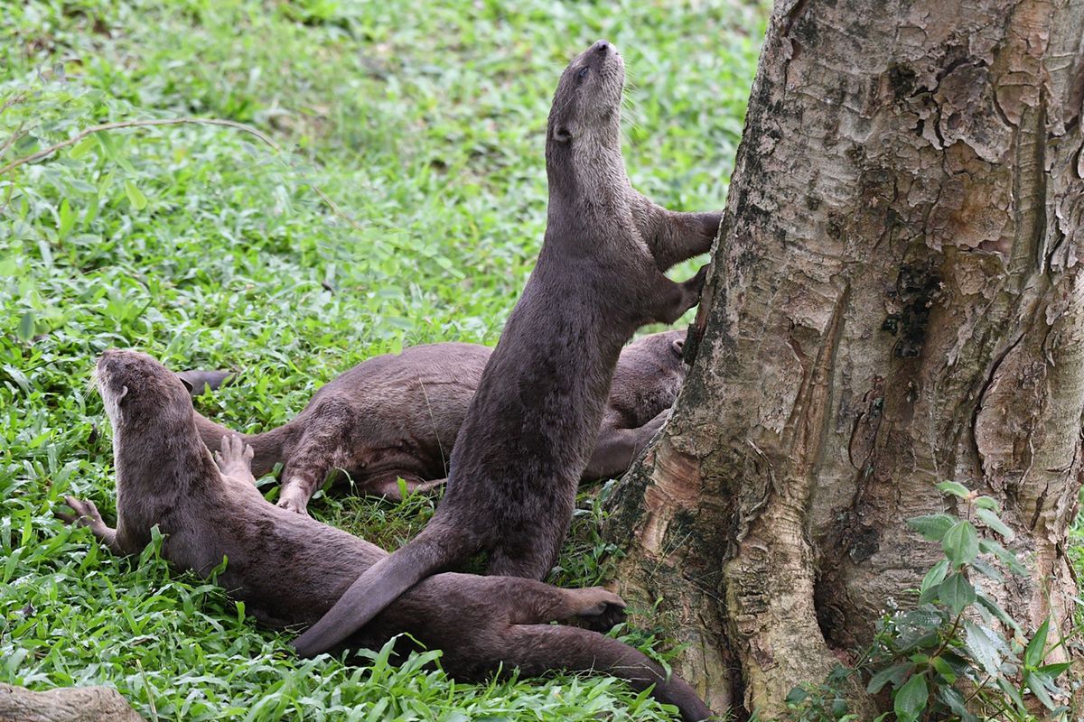 Otter chaos: Singapore’s coronavirus lockdown has sparked
backlash against country’s world-famous otters 1 Otter chaos: Singapore’s coronavirus lockdown has sparked
backlash against country’s world-famous otters 1
