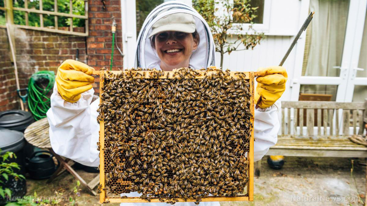 Bee populations beginning to thrive as coronavirus lockdowns
result in better environments due to fewer cars and less air
pollution 1