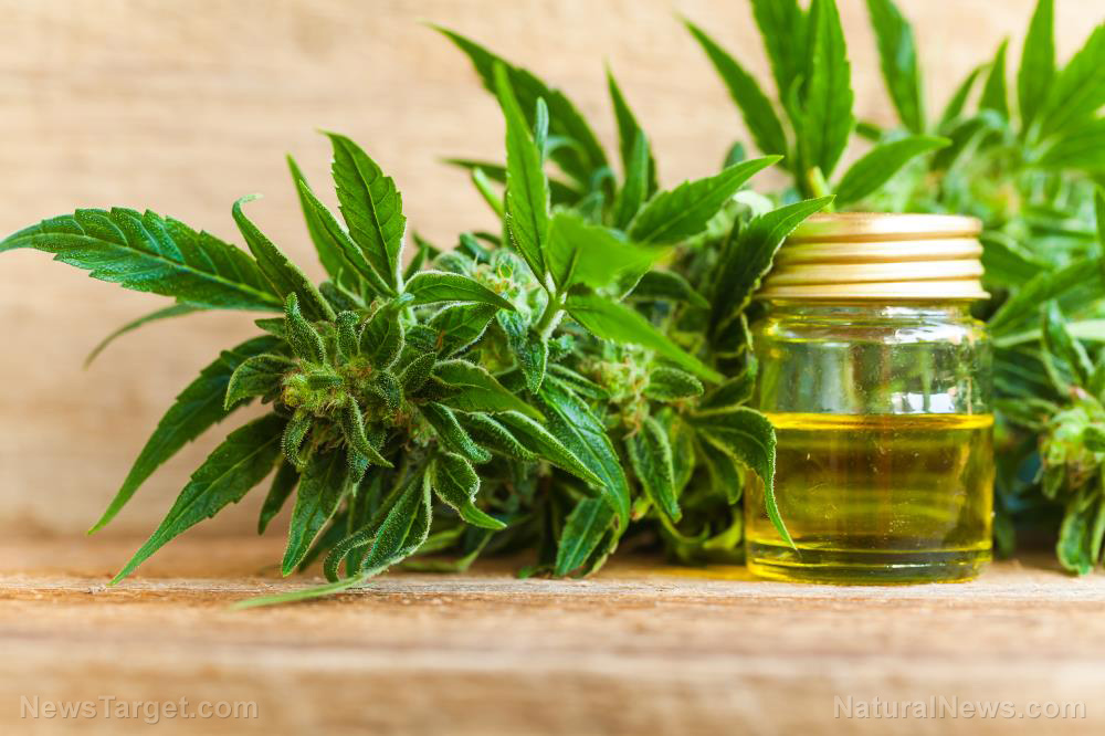 Cannabis can help fight coronavirus, study says 1