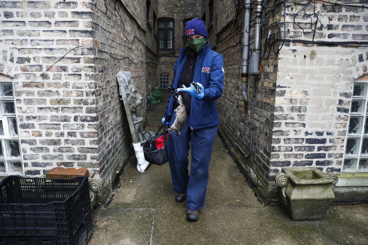 New CDC warning old hat to Chicagoans: Rats scurry for food
during COVID-19 restaurant closures 1 New CDC warning old hat to Chicagoans: Rats scurry for food
during COVID-19 restaurant closures 1