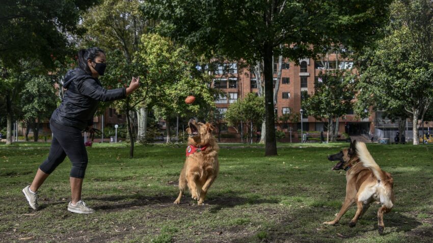 What to know about the state-wide COVID-19 dog park and dog
walking guidelines 1