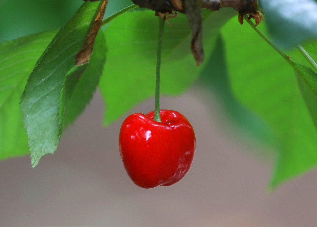 COVID-19 can’t stop cherry picking season in
Brentwood 1