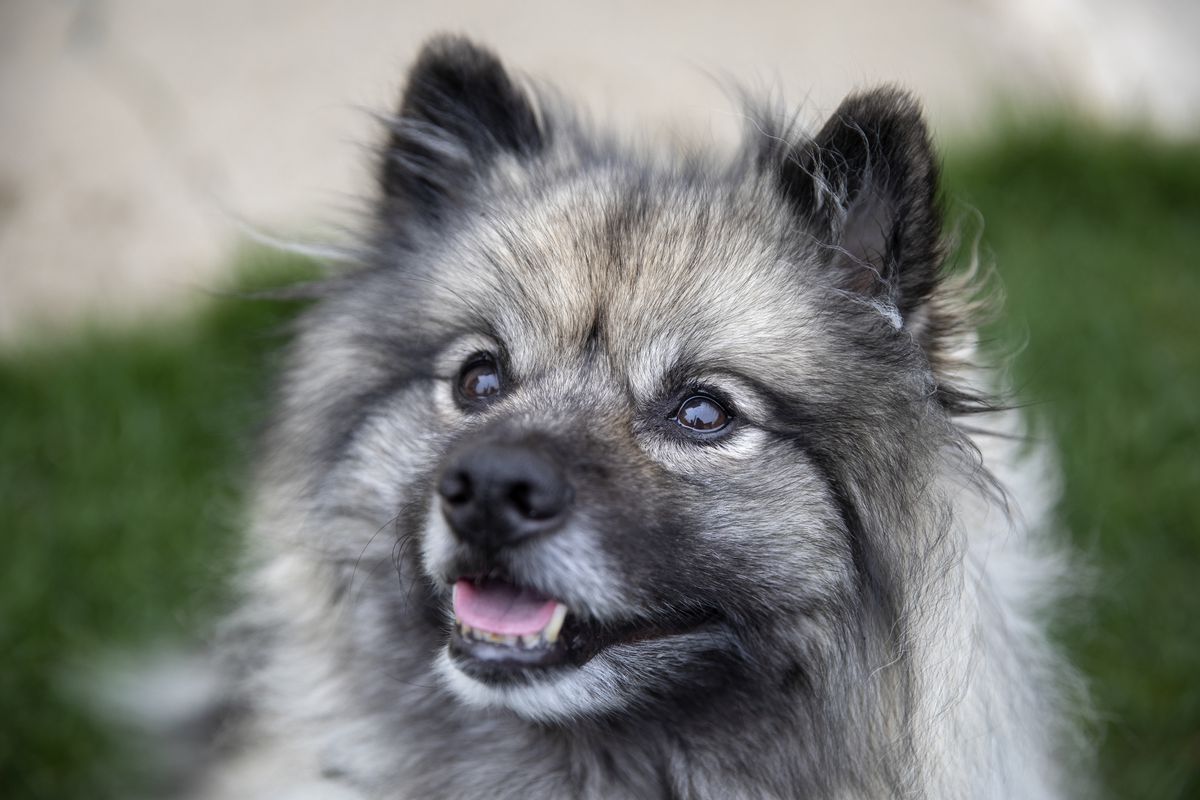 The coronavirus pandemic has people cooped up and anxious.
Therapy dogs are here to help, by video call, of course. 1