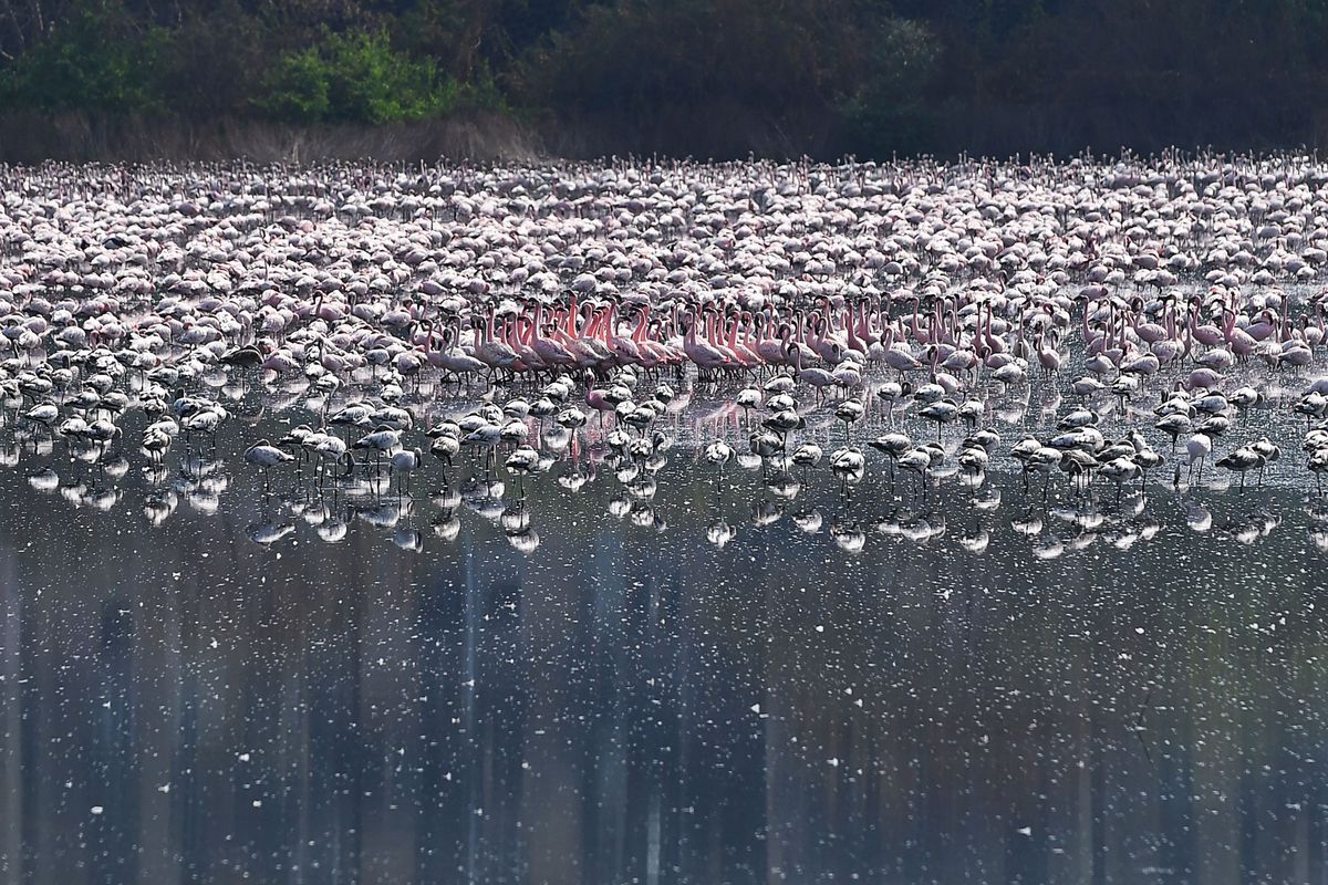 Flamingos flock to Mumbai during coronavirus
lockdown 1 Flamingos flock to Mumbai during coronavirus
lockdown 1