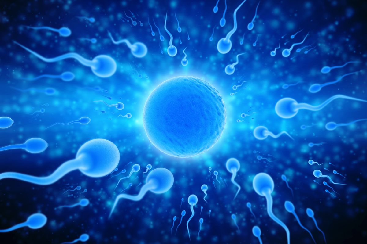 Coronavirus may linger in semen of infected men, poses small
risk for COVID-19 infection via sex: study 1 Coronavirus may linger in semen of infected men, poses small
risk for COVID-19 infection via sex: study 1