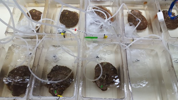 Is coronavirus pandemic giving aquaculture a jump
start? 1