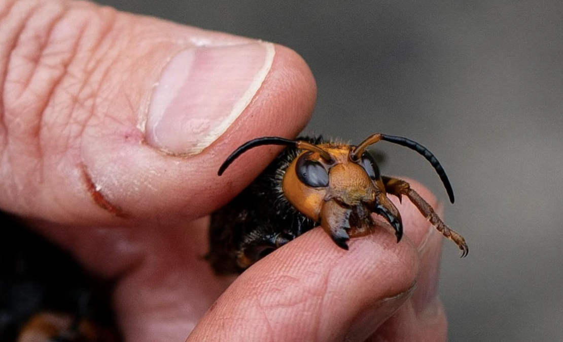 UP-DATE: 5/4/2020 “Murder Hornet” Swarms The Coronavirus
Outbreak Is Looking More Like a Pestilence, Hell On Earth… 1