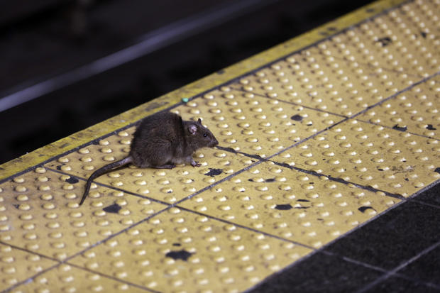 Rats may get aggressive due to COVID-19 closures, CDC
warns 1
