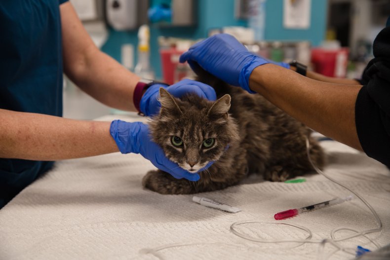 Coronavirus Highly Contagious Among Cats After Humans Infect
Them, Researchers Find 1