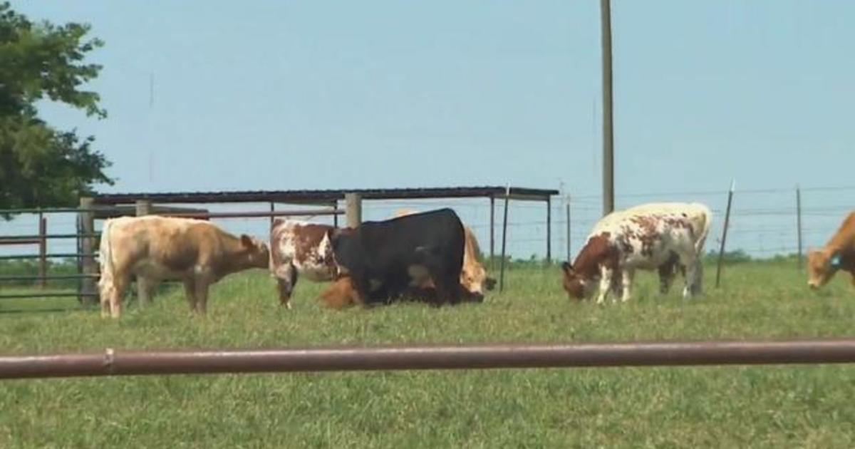 Cattle prices plummet amid coronavirus pandemic 1