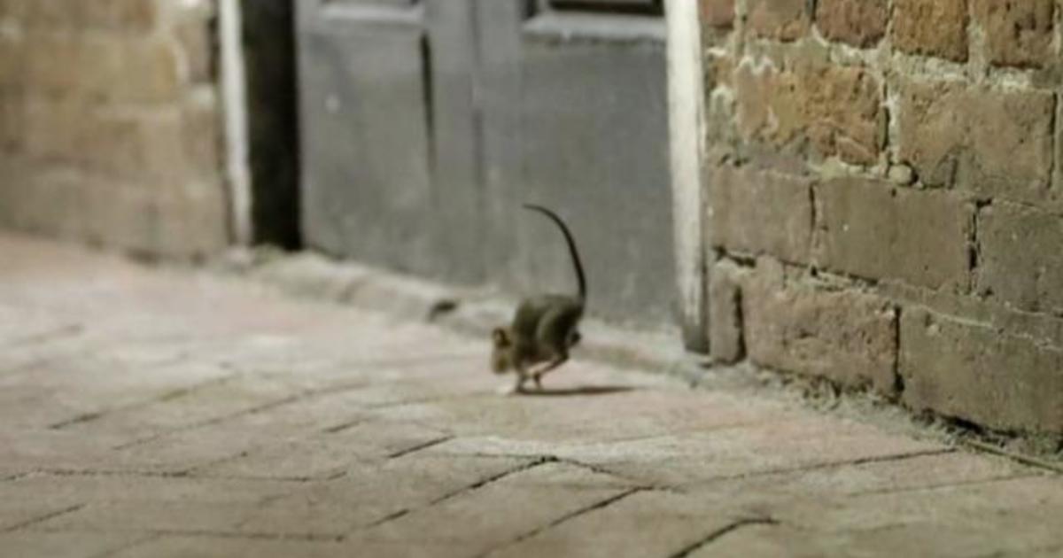 CDC warns about "aggressive" rats as coronavirus shuts down
restaurants 1