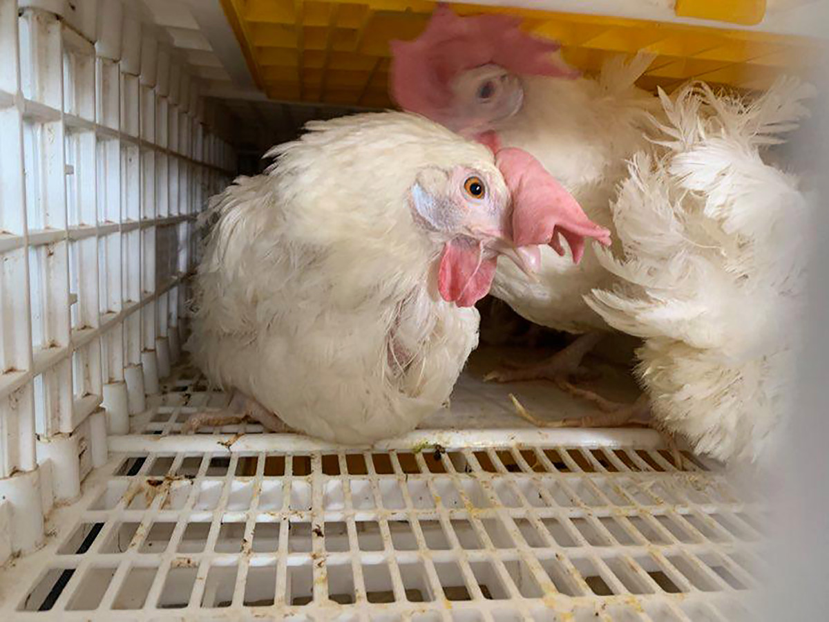 1,000 lucky chickens saved from slaughter as coronavirus
slams farms 1