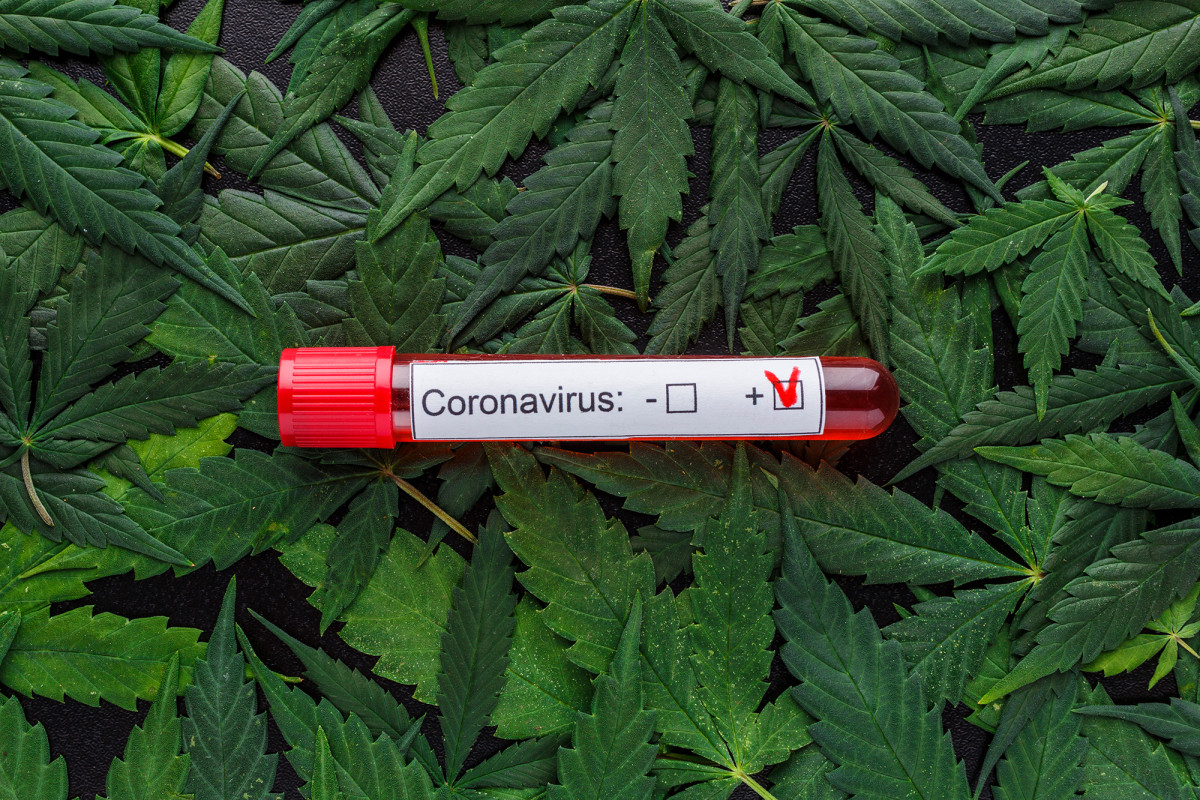 Scientists believe cannabis could help prevent and treat
coronavirus 1