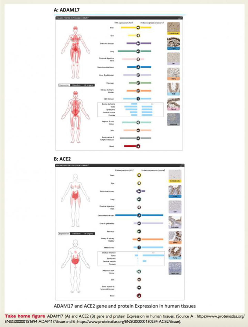 Male blood has more coronavirus-growing enzymes, study
finds 1