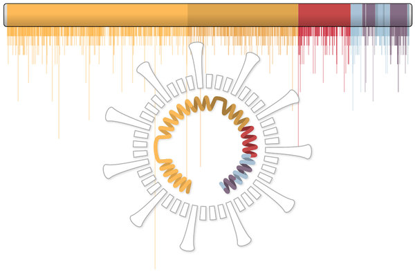 Did a Mutation Turbocharge the Coronavirus? Not Likely,
Scientists Say 1