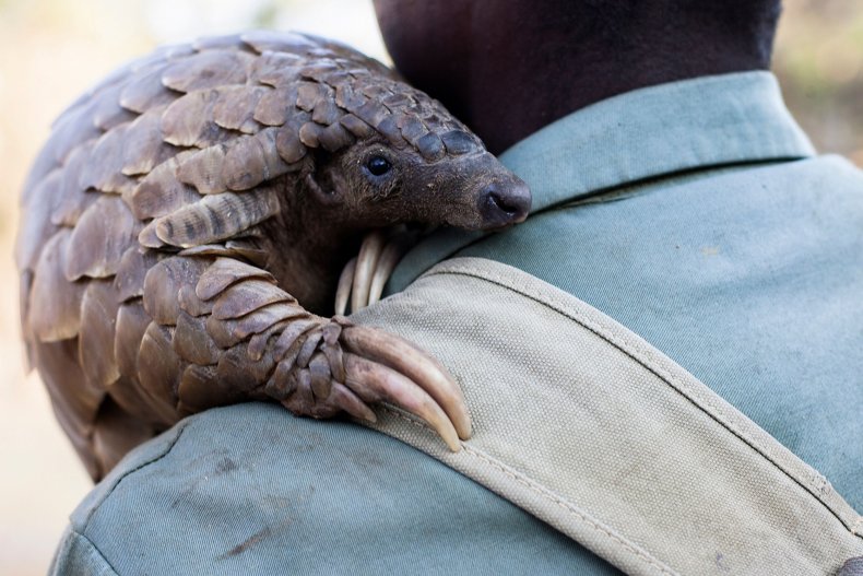 Pangolins Being Sold on Facebook Despite International Ban,
Potential Link to Coronavirus 1