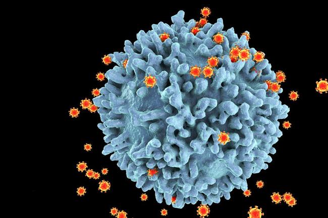 Coronavirus Uses Same Strategy As HIV To Evade Immune
Response, Chinese Study Finds 1