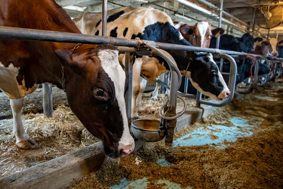 Farmers slaughter dairy cows amid coronavirus-fueled beef
shortage 1