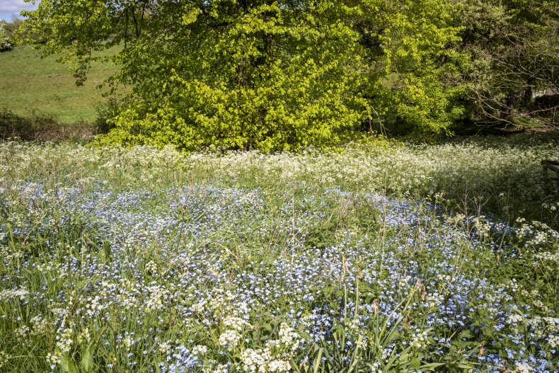 Letting a Hundred Flowers Bloom: What Coronavirus Teaches Us
About Who We Are | Opinion 1