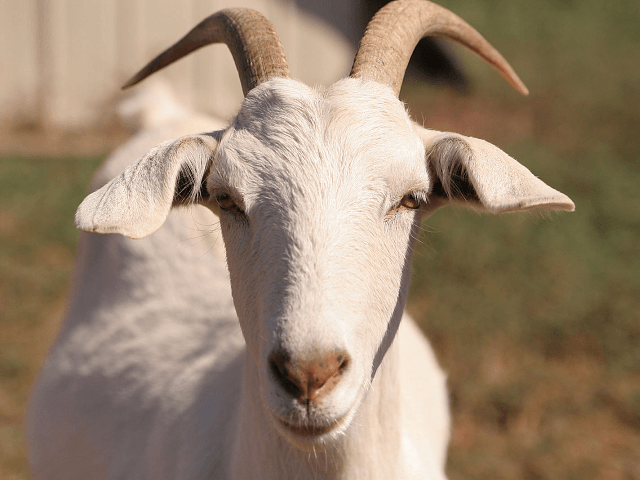 Tanzania: President Says Faulty 'Imported' Test Kit Claimed
Goat Had Coronavirus 1