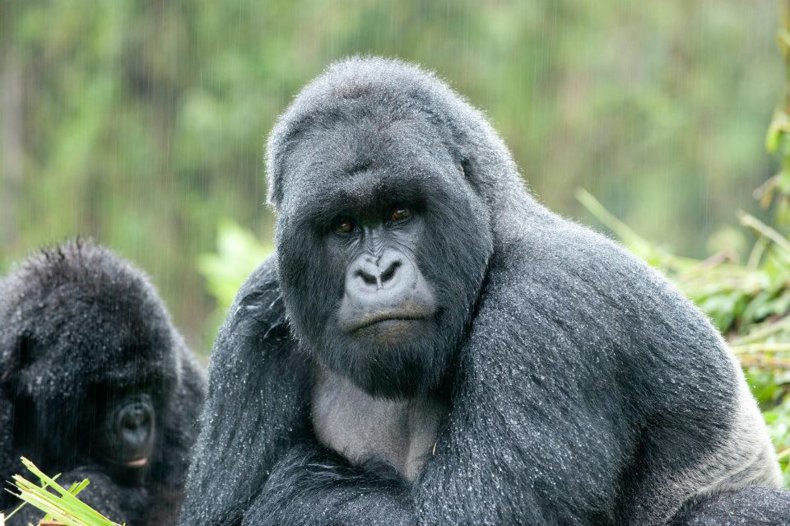 How Coronavirus—and Lack of Tourism—Affect East Africa's
Gorillas and Communities 1