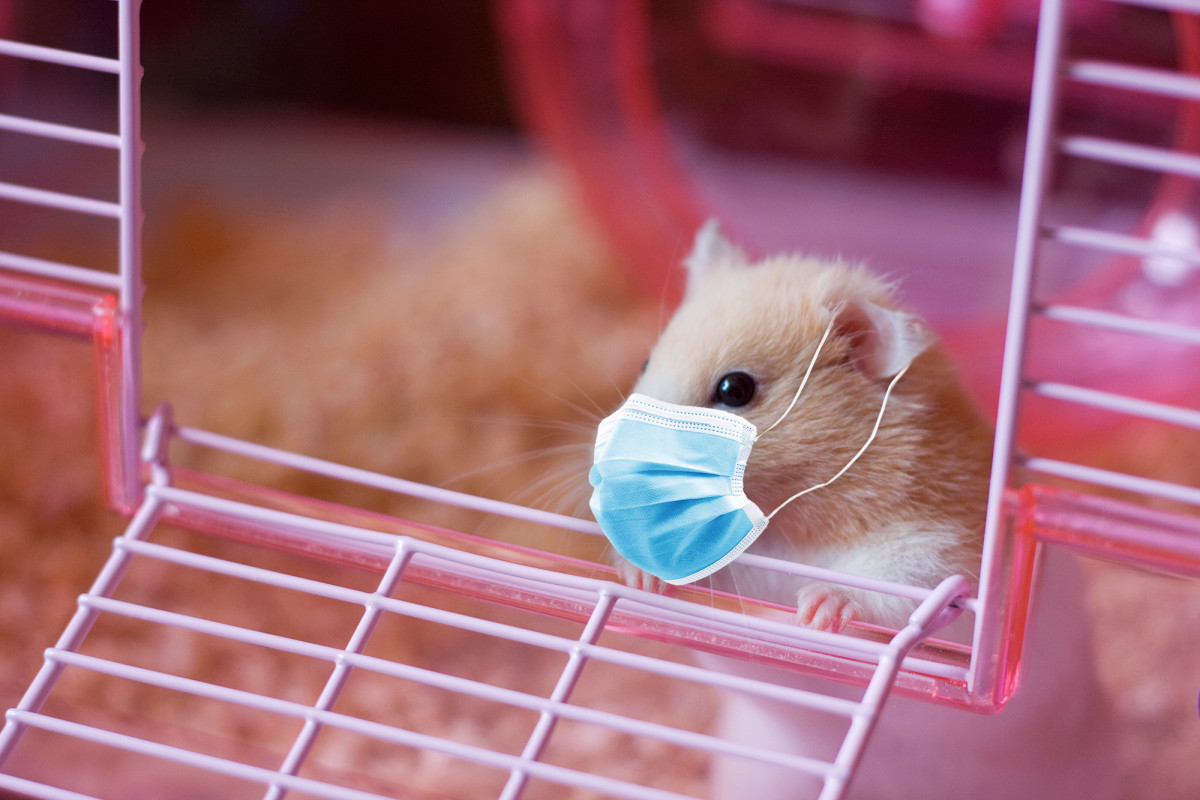 Hamsters prove how effective face masks can be in stopping
coronavirus transmission 1