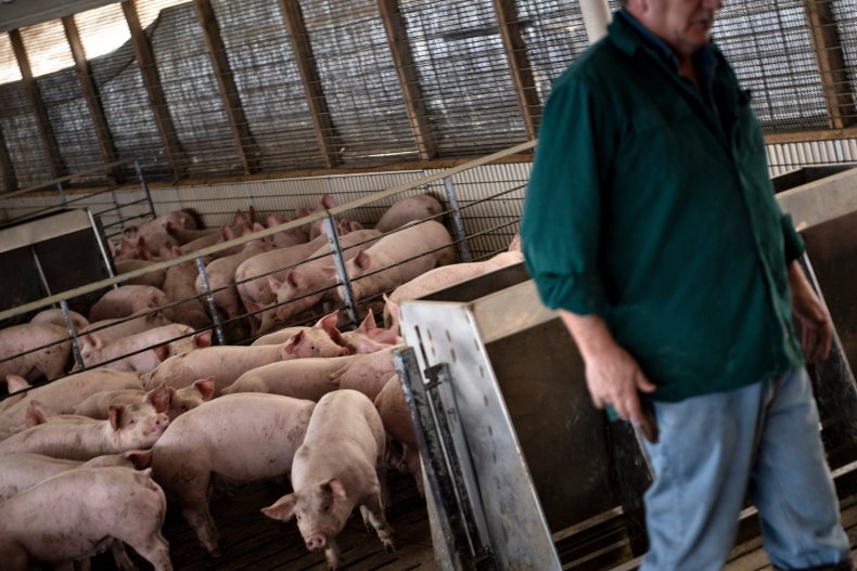 Lawmakers Urge Humane Killing of Pigs Backed up Due to
Slaughterhouses Closed by COVID-19 1