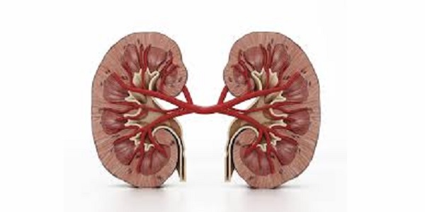 Kidney injury seen in more than 1/3 of hospitalized
coronavirus patients 1