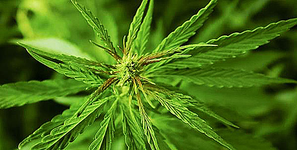 Scientists: 'Medicinal cannabis' could help fight
COVID-19 1