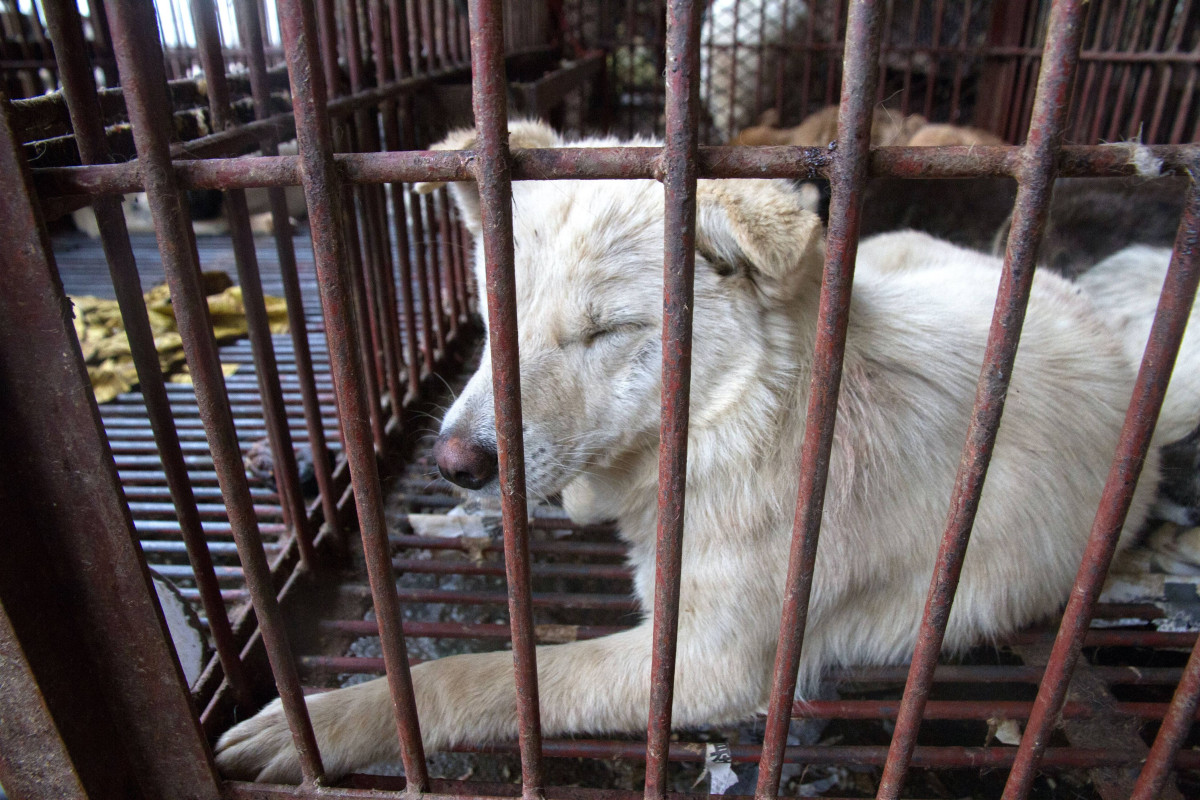 Wuhan, center of coronavirus pandemic, bans eating wild
animals 1
