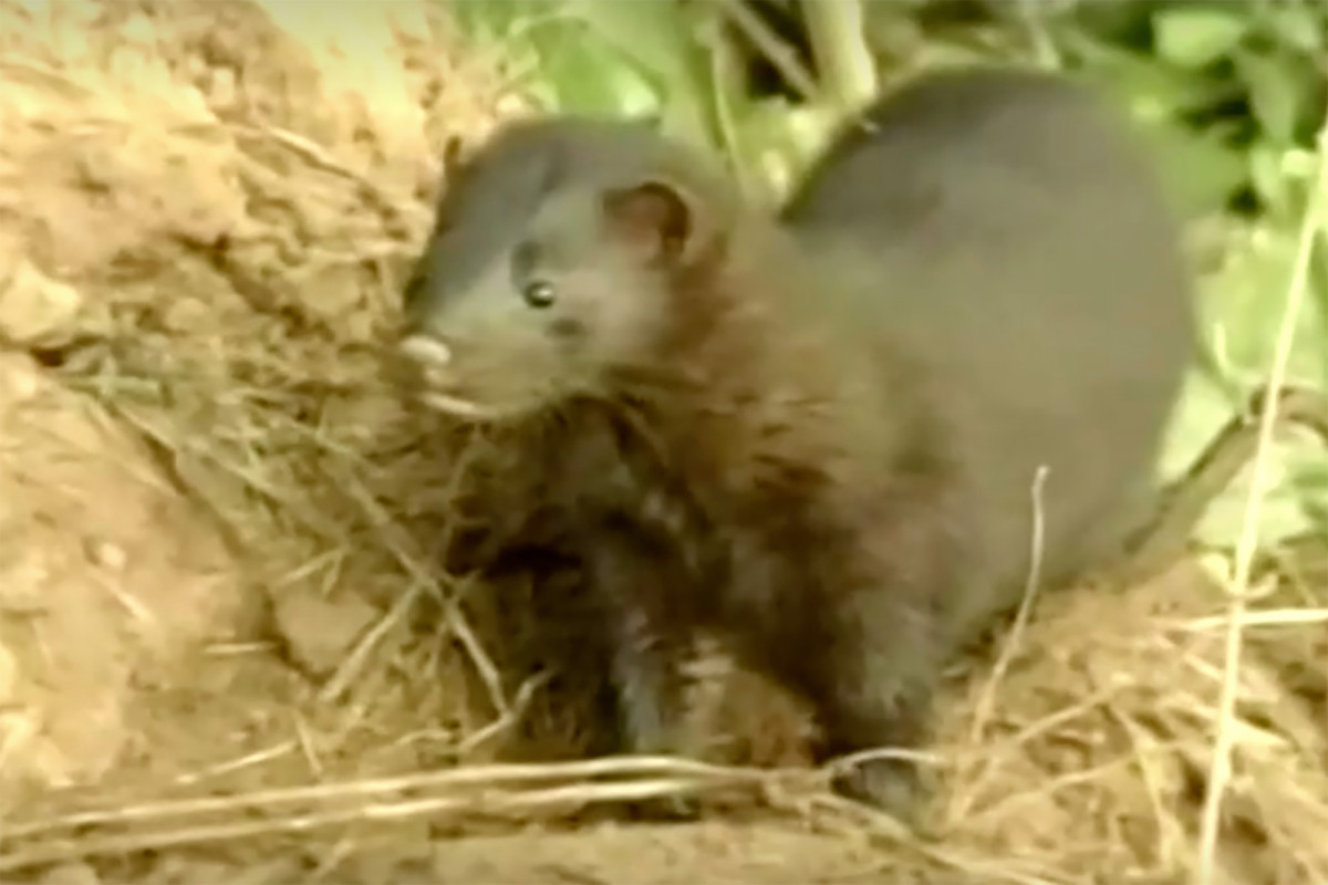 Dutch government finds second mink-to-human coronavirus
transmission 1