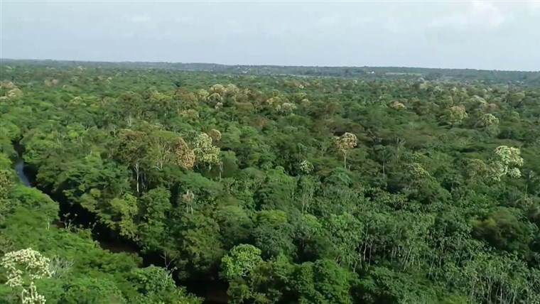 Deforestation of the Amazon has soared under cover of the
coronavirus 1