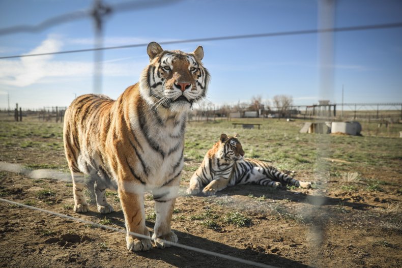 'Tiger King' Star Says America's Unregulated Zoos Could Be
Putting Thousands of Tigers at Risk of COVID-19 1