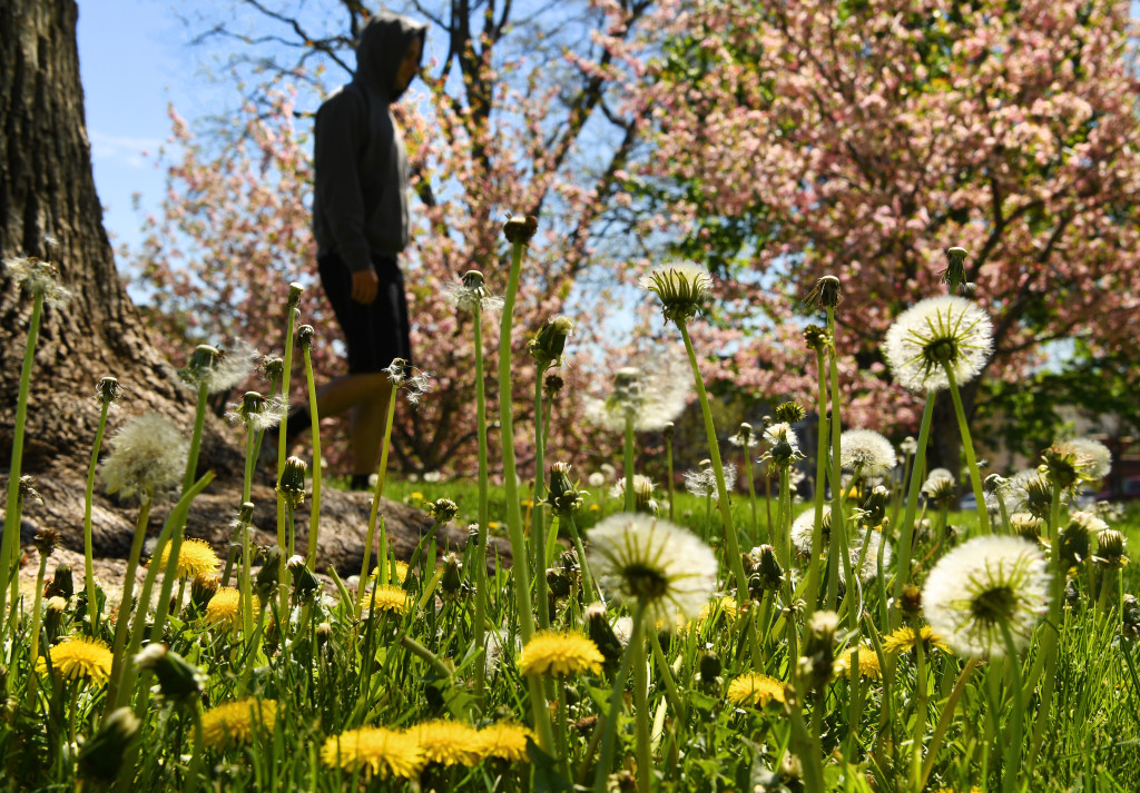 Could a sunnier summer in Denver reduce coronavirus
mortality? 1