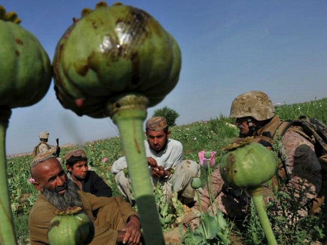 Afghan Farmers: Coronavirus Means ‘No Choice’ but to Grow
Opium 1