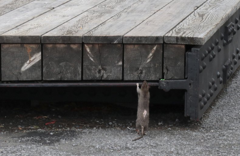 CDC Warns of 'Increase in Rodent Activity' at Restaurants
and Food Venues Closed By COVID-19 Pandemic Lockdowns 1