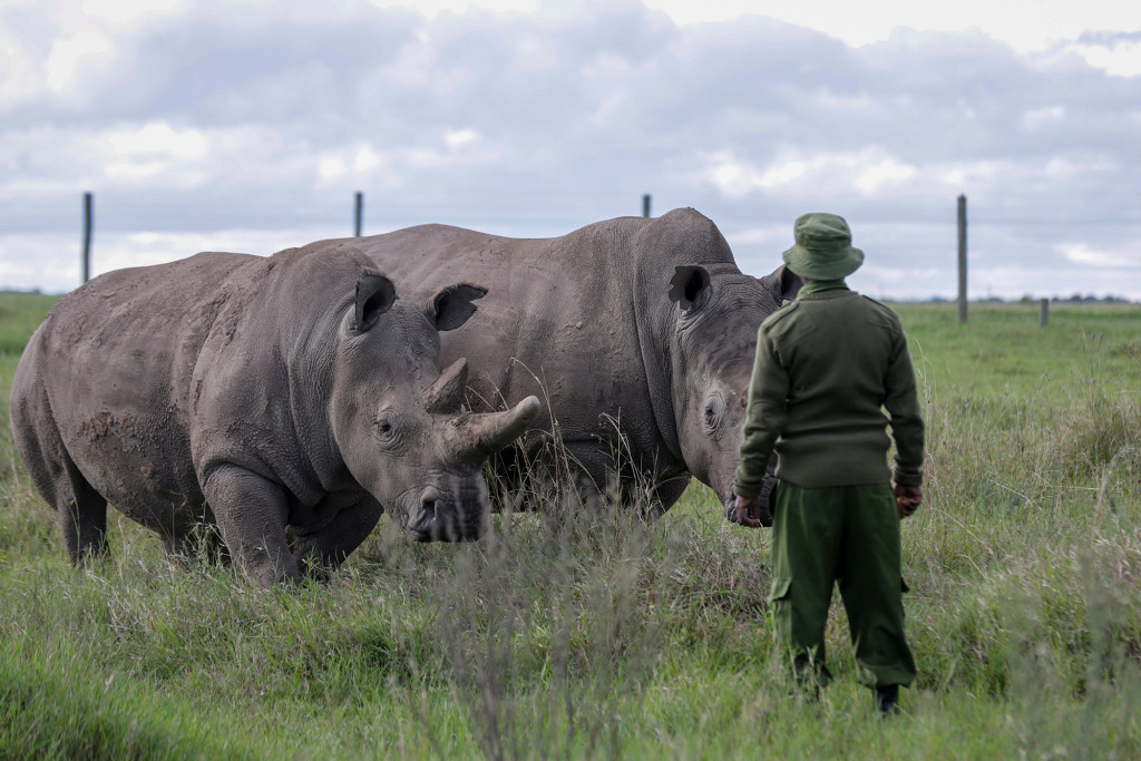Coronavirus stalls efforts to keep rare rhino subspecies
alive 1