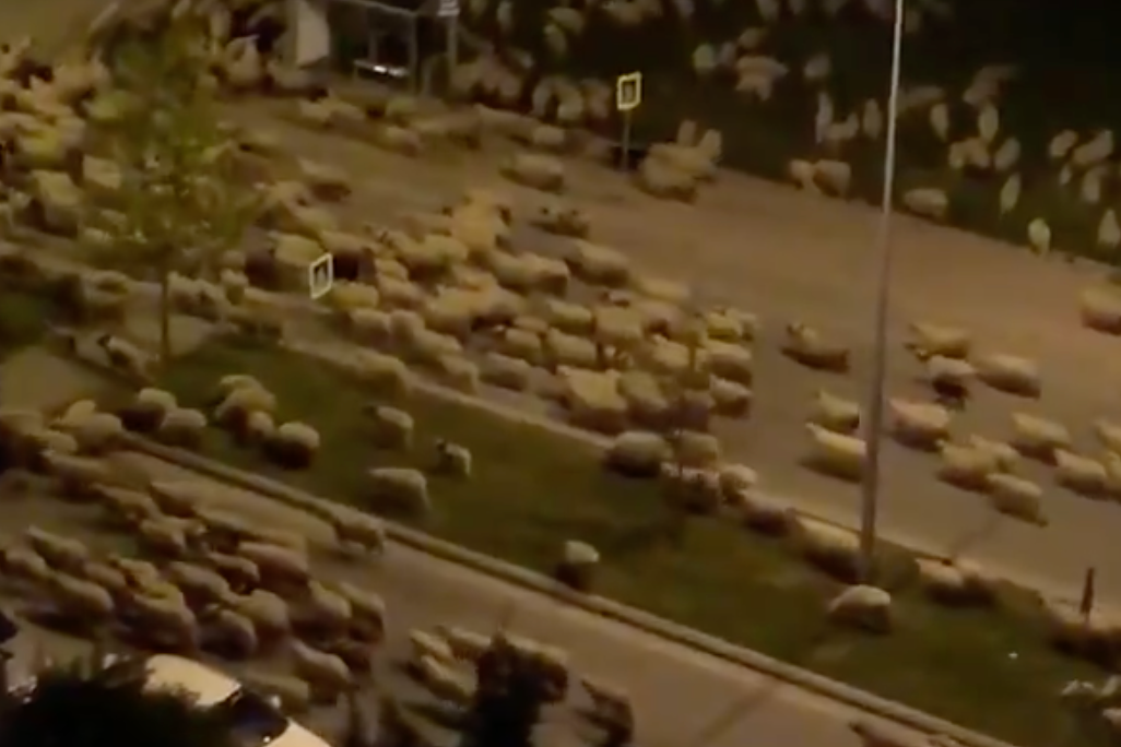Hundreds of sheep take over Turkish street during
coronavirus lockdown 1