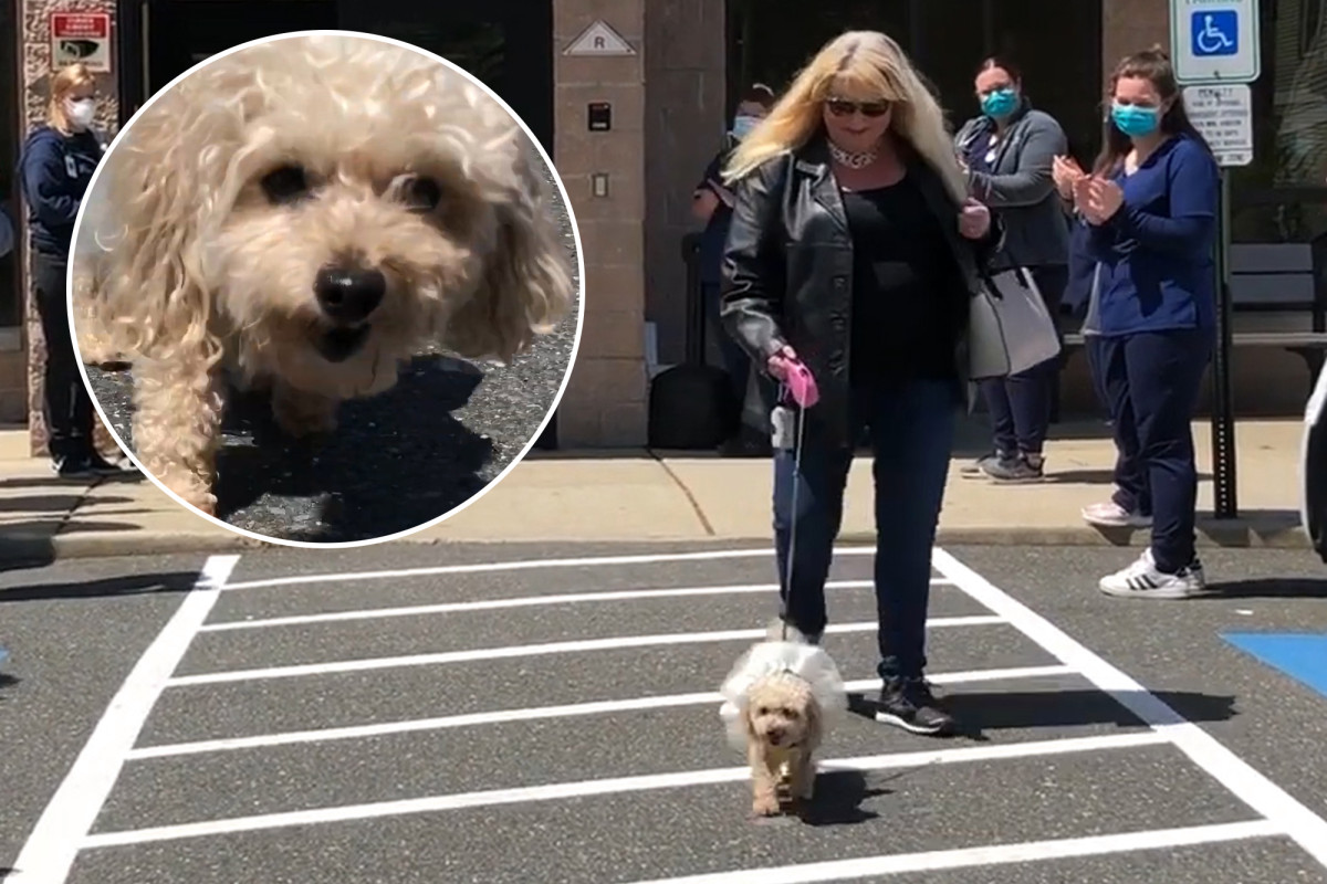 Dog who lost her owners to coronavirus finds a new
home 1