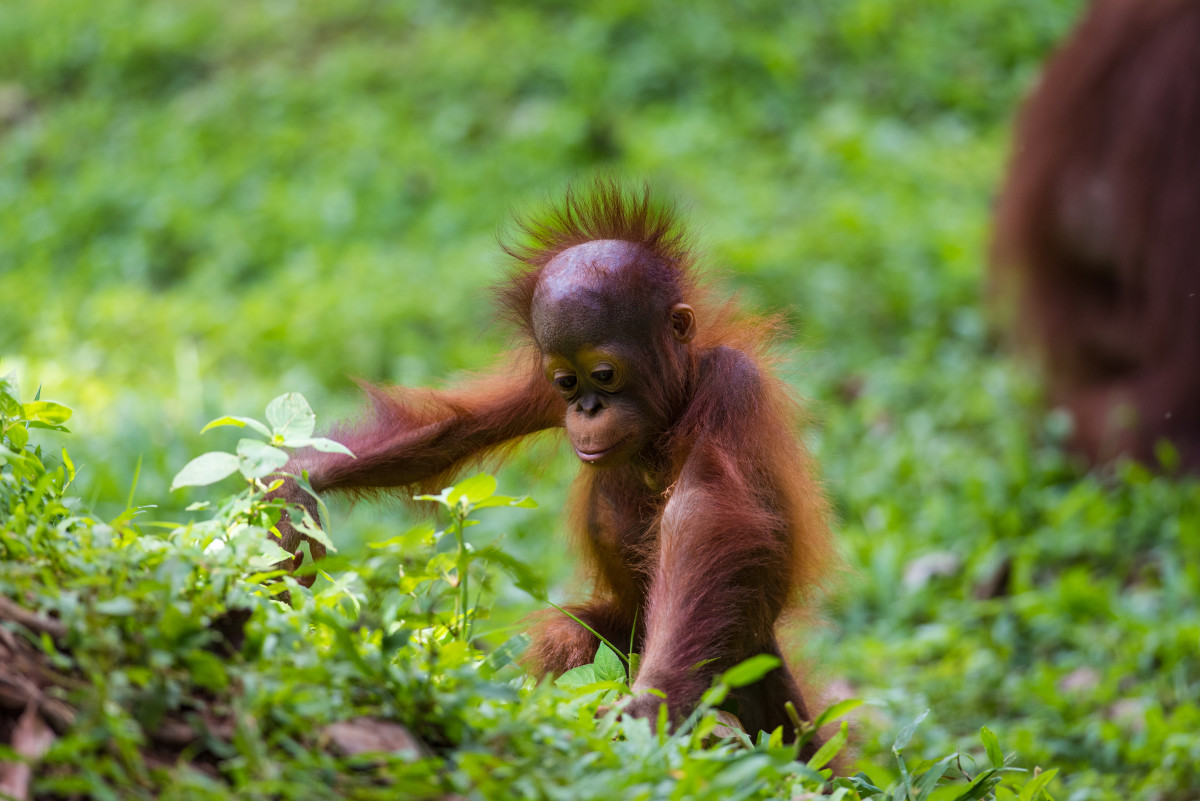 Baby orangutan at zoo may have died of coronavirus:
PETA 1