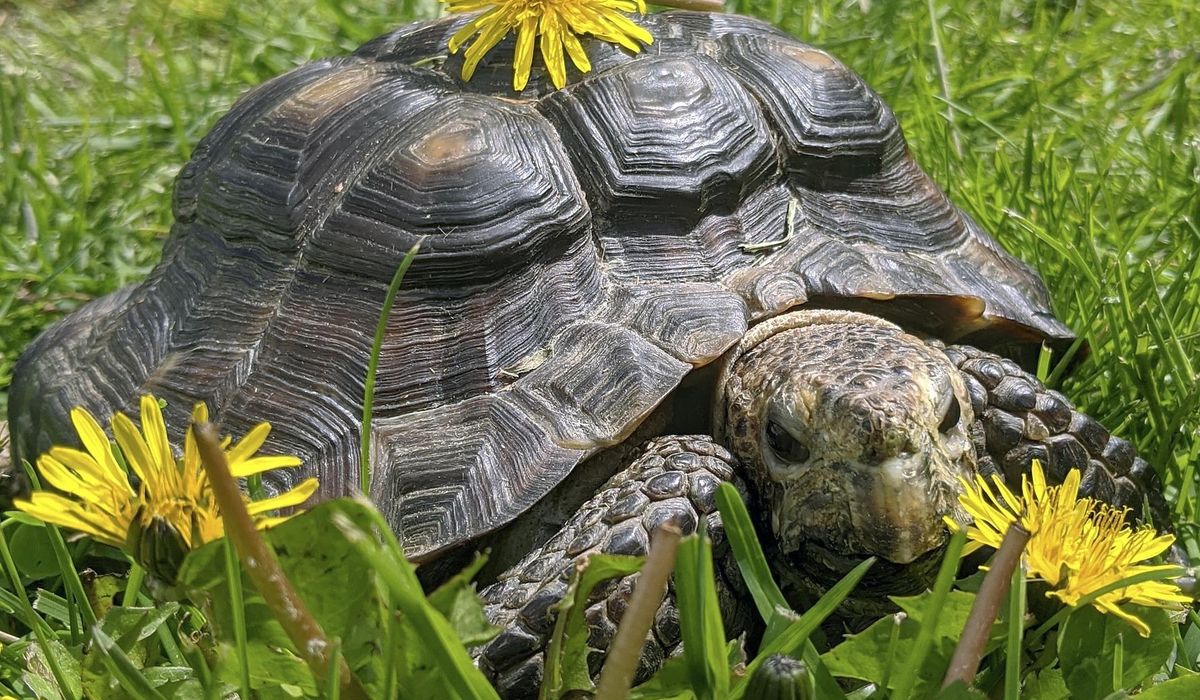 53-year-old tortoise left homeless by COVID-19 gets new
home 1