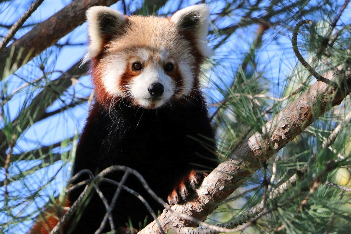 Hear me roar: Coronavirus keeps zoos behind bars 1