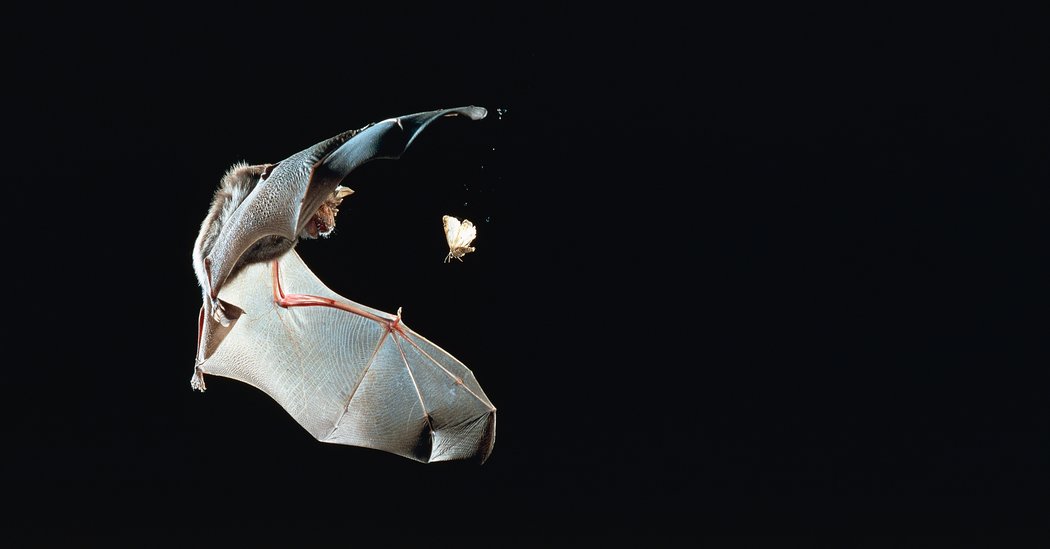 U.S. and Chinese Scientists Trace Evolution of Coronaviruses
in Bats 1