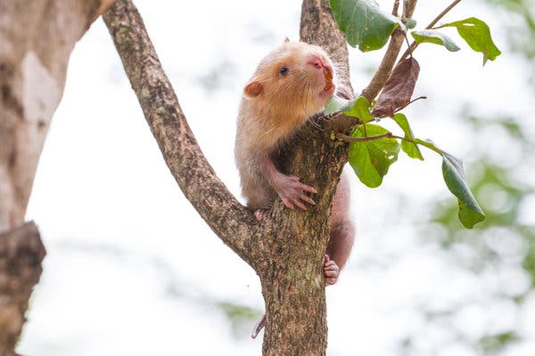 Wildlife Trade Spreads Coronaviruses as Animals Get to
Market 1 Wildlife Trade Spreads Coronaviruses as Animals Get to
Market 1