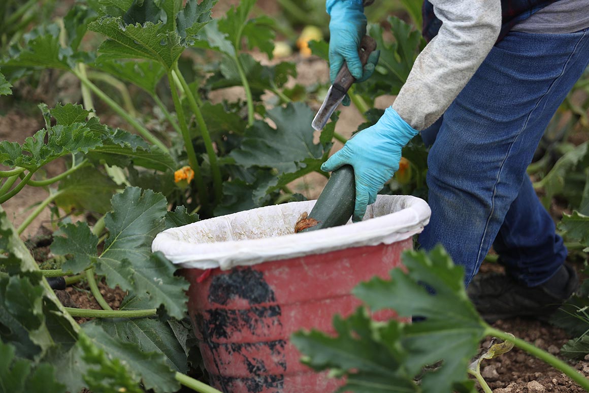 In absence of federal action, farm workers’ coronavirus
cases spike 1