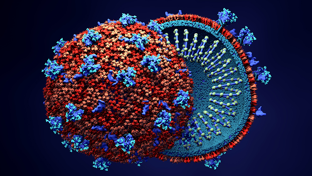 Scientists say coronavirus has higher affinity for human
cells than bat cells – does this prove it was laboratory
made? 1