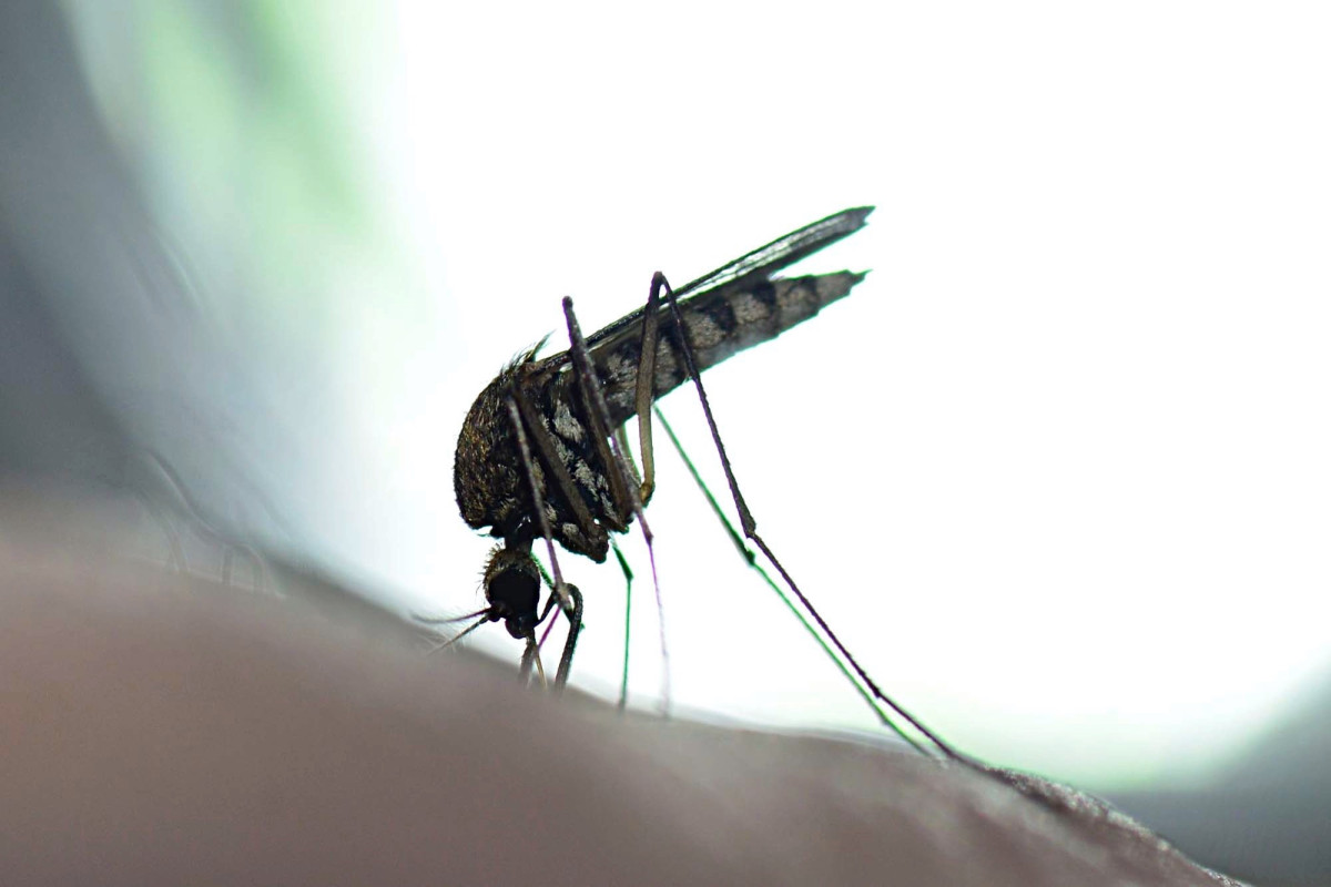 Florida now contending with West Nile Virus in addition to
record-high coronavirus cases 1