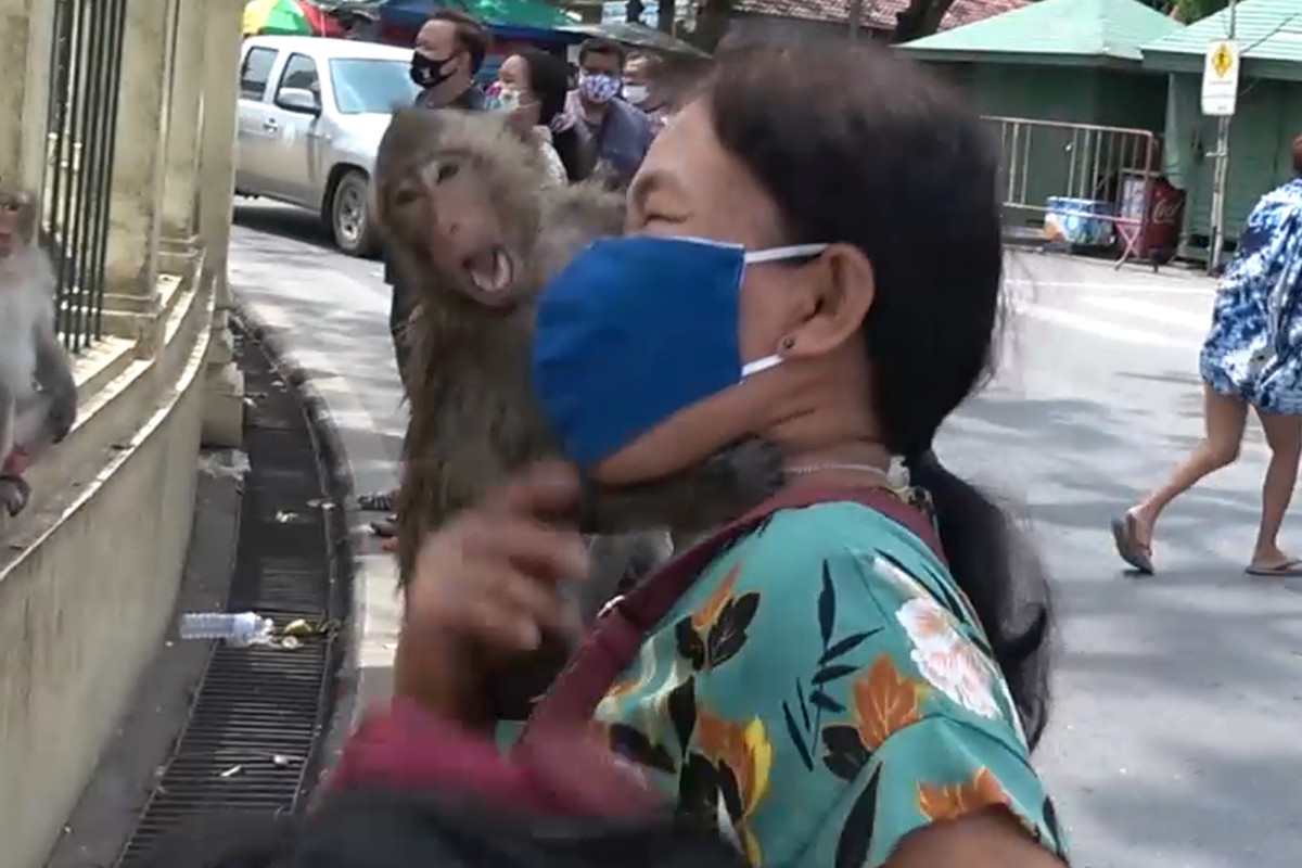 Monkey gangs are taking over Thailand amid
coronavirus 1