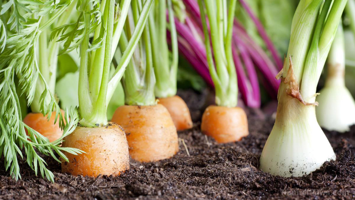 Coronavirus looms over fruit and vegetable growers,
threatening yet more disruptions of the food supply 1