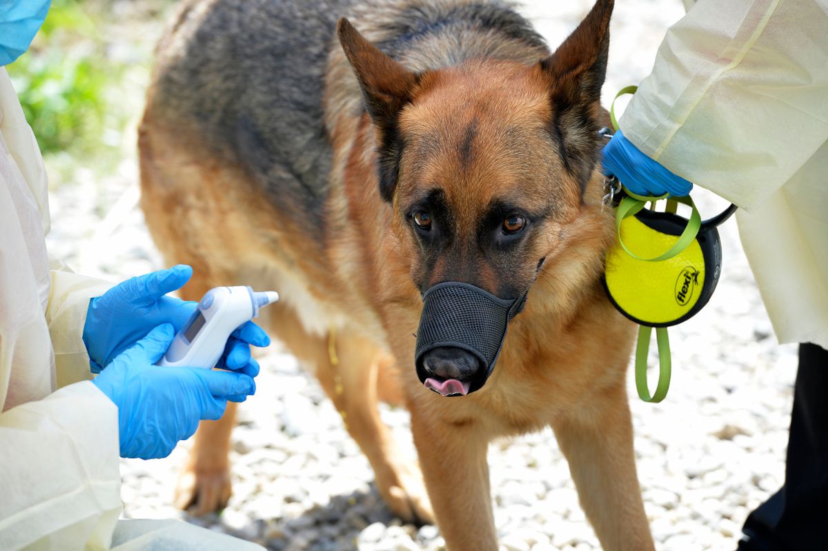 FDA warns dog and cat owners can give coronavirus to their
pets 1